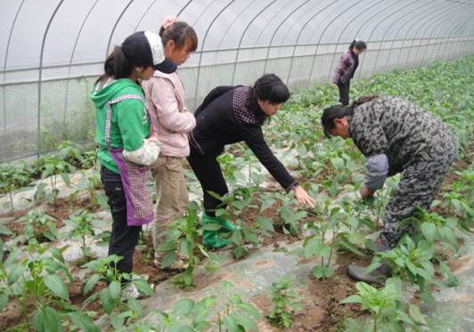 专业教师深入基层进行技术指导1